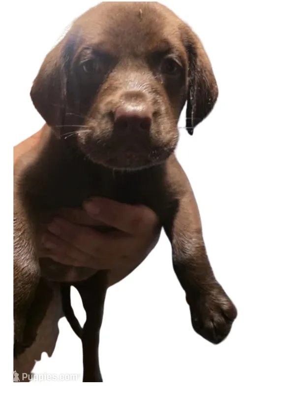 Daisy – Rottweiler, Labrador Retriever puppy for sale in Dillon, SC