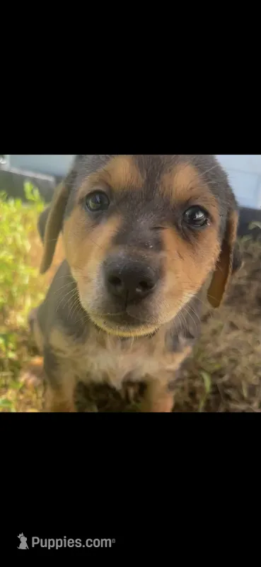 Sadie(50) – German Shepherd Dog, Labrador Retriever puppy for sale in Dillon, SC