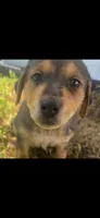 Sadie(50), a female German Shepherd Dog and Labrador Retriever for sale in Dillon, SC – 1 of 2
