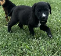 Oreo, a male German Shepherd Dog and Labrador Retriever for sale in Dillon, SC – 2 of 4