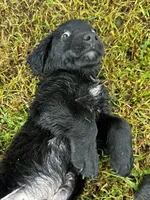 Bear, a male Labrador Retriever for sale in Dillon, SC – 4 of 6