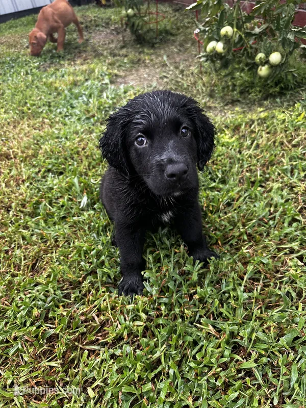 Bear – Labrador Retriever puppy for sale in Dillon, SC