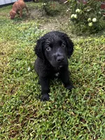 Bear, a male Labrador Retriever for sale in Dillon, SC – 1 of 6
