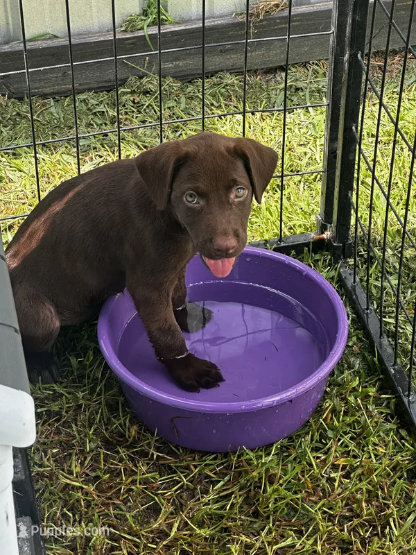 Daisy – Labrador Retriever puppy for sale in Dillon, SC