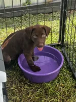 Daisy, a female Labrador Retriever for sale in Dillon, SC – 1 of 3