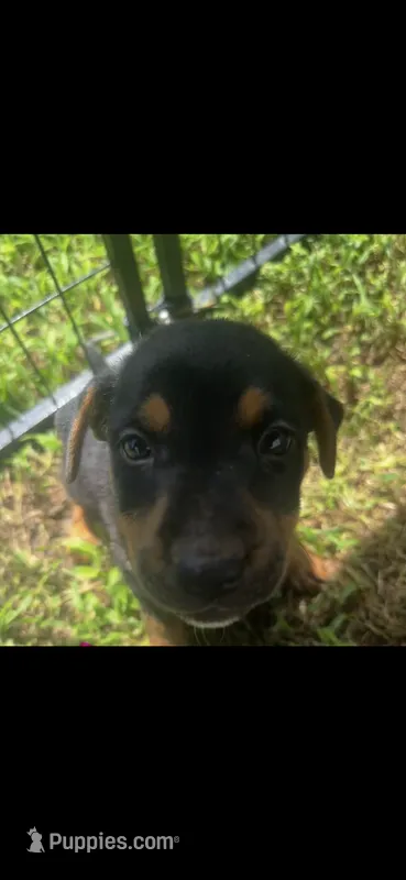 Winnie(50) – German Shepherd Dog, Labrador Retriever puppy for sale in Dillon, SC