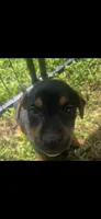 Winnie(50), a female German Shepherd Dog and Labrador Retriever for sale in Dillon, SC – 1 of 2