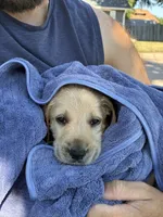 Jake, a male Labradoodle for sale in Fort Collins, CO – 2 of 2