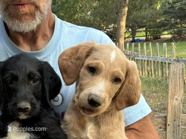Captain – Labradoodle puppy for sale in Fort Collins, CO