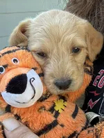 Tiny Tim, a male Labradoodle for sale in Fort Collins, CO – 2 of 2
