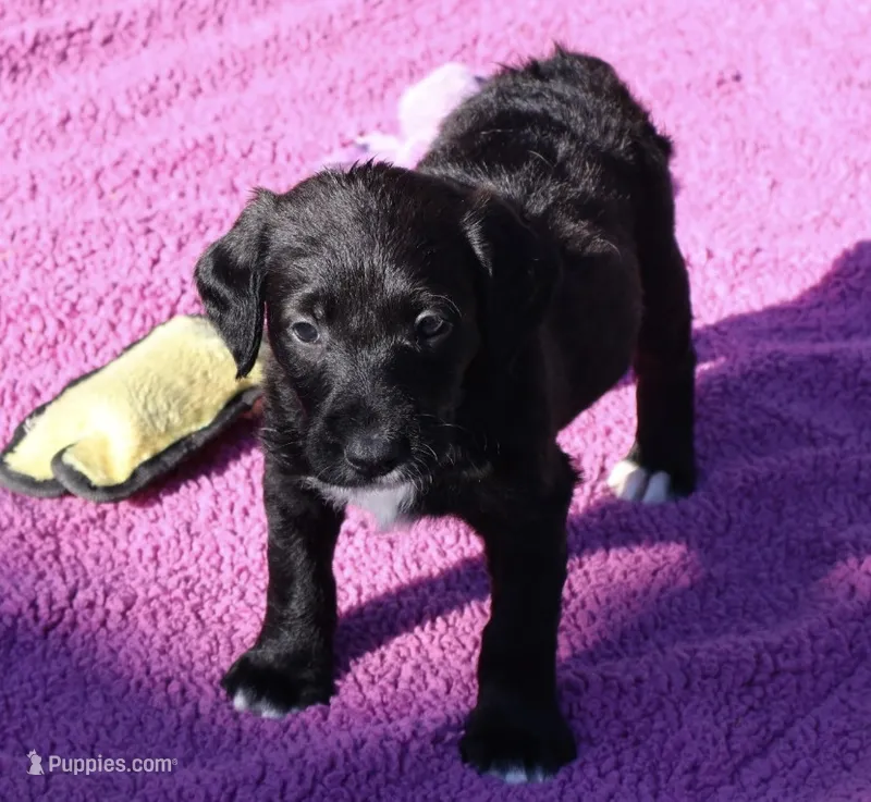 Pepper – Labradoodle puppy for sale in Fort Collins, CO