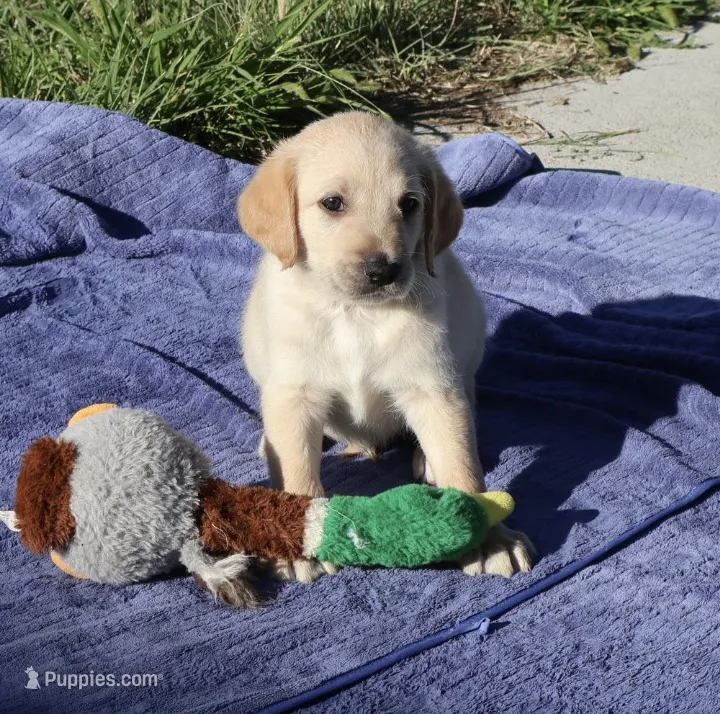 Jake – Labradoodle puppy for sale in Fort Collins, CO