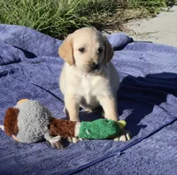 Jake, a male Labradoodle for sale in Fort Collins, CO – 1 of 2