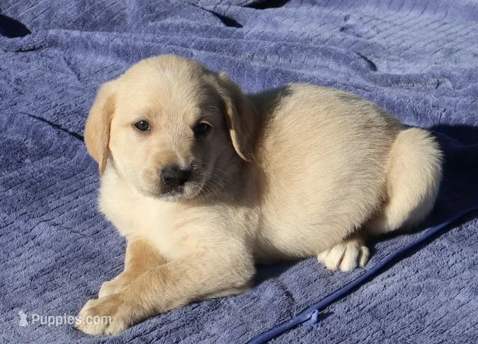 Chip – Labradoodle puppy for sale in Fort Collins, CO