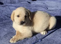 Chip, a male Labradoodle for sale in Fort Collins, CO – 1 of 4