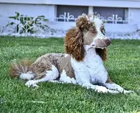 Moon, a male Labradoodle for sale in Fort Collins, CO – 2 of 3