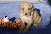 Tiny Tim, a male Labradoodle for sale in Fort Collins, CO – 1 of 2