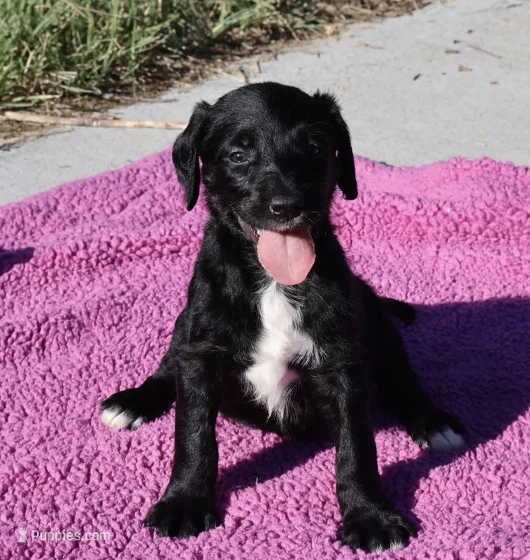 Violet – Labradoodle puppy for sale in Fort Collins, CO