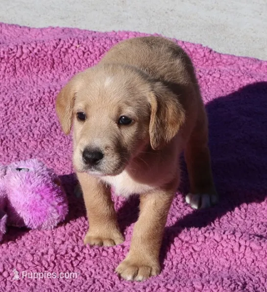 Cinnamon – Labradoodle puppy for sale in Fort Collins, CO