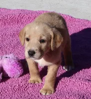 Cinnamon, a female Labradoodle for sale in Fort Collins, CO – 1 of 3