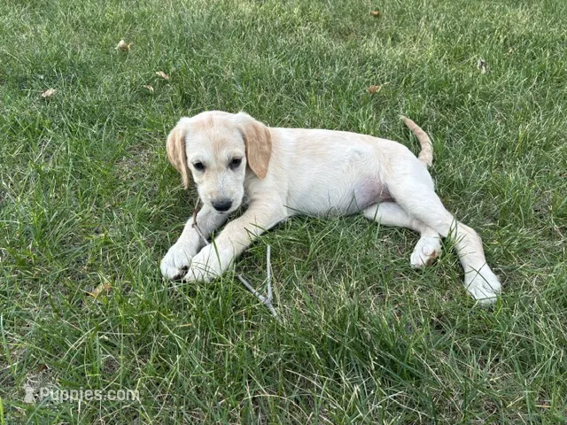 Salt – Labradoodle puppy for sale in Fort Collins, CO