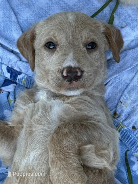 Captain – Labradoodle puppy for sale in Fort Collins, CO