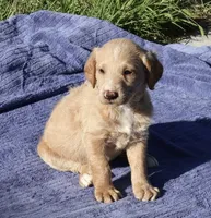 Captain, a male Labradoodle for sale in Fort Collins, CO – 4 of 4