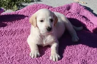 Salt, a female Labradoodle for sale in Fort Collins, CO – 1 of 1