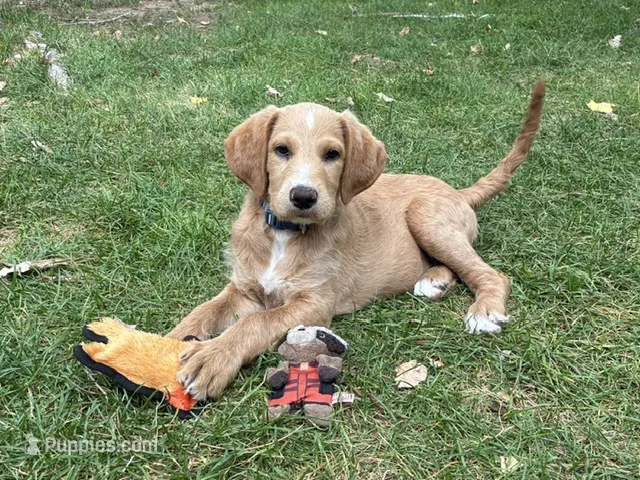 Captain – Labradoodle puppy for sale in Fort Collins, CO