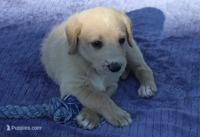Moon – Labradoodle puppy for sale in Fort Collins, CO