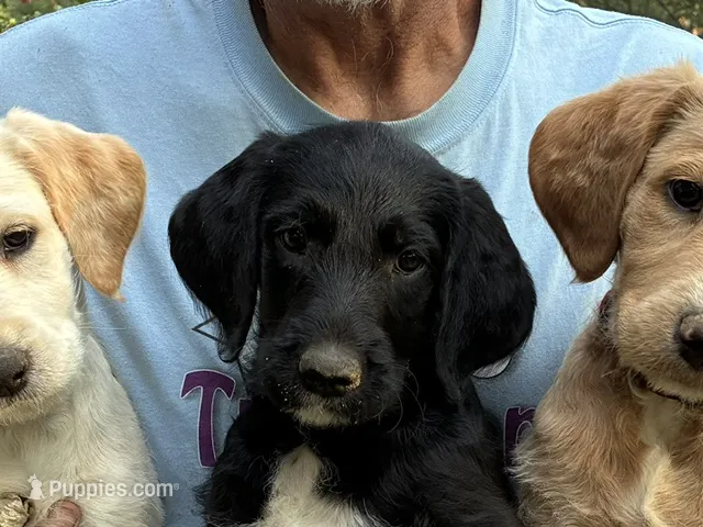 Violet – Labradoodle puppy for sale in Fort Collins, CO