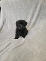 Yorki poo girl, a female Yorkipoo for sale in Ashland, KY – 3 of 4