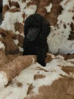 Toy poodle girl, a female Poodle - Toy  for sale in Portsmouth, OH – 3 of 4