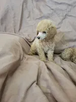 ToyPoodle 2, a male Poodle - Toy  for sale in Portsmouth, OH – 5 of 5