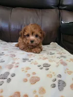 Poodle 1, a male Chihuahua and Poodle - Toy  for sale in Portsmouth, OH – 2 of 3
