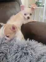 Chihuahua , a male Chihuahua for sale in Portsmouth, OH – 2 of 4