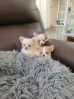 Chihuahua , a male Chihuahua for sale in Portsmouth, OH – 4 of 4