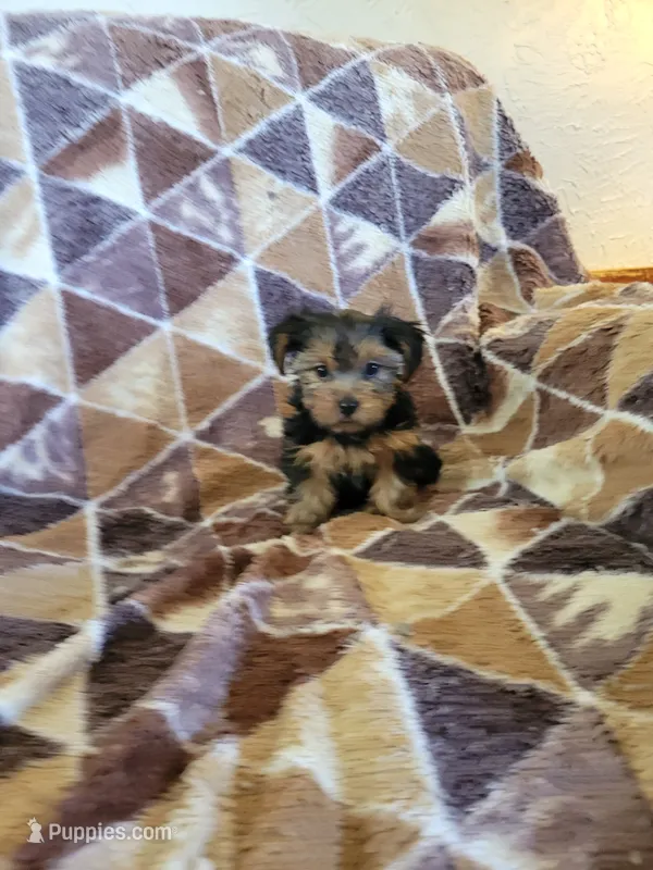 Yorkie 3 – Yorkshire Terrier puppy for sale in Ashland, KY