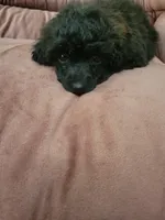 Poodle, a male Poodle - Toy  for sale in Portsmouth, OH – 2 of 2