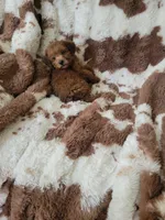 Yorkipoo 1, a female Yorkipoo for sale in Portsmouth, OH – 4 of 4