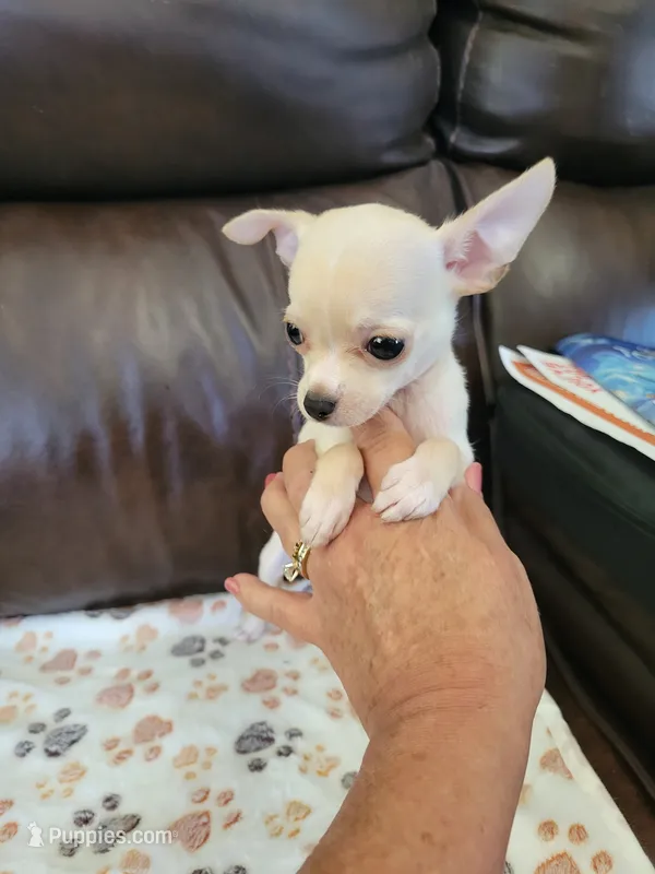 Chihuahua 2 – Chihuahua puppy for sale in Portsmouth, OH
