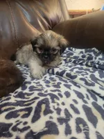 Shih tzu 2, a male Shih Tzu for sale in Ashland, KY – 3 of 3