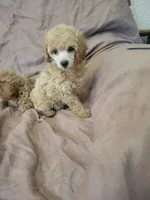 ToyPoodle 2, a male Poodle - Toy  for sale in Portsmouth, OH – 4 of 5