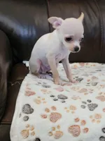 Chihuahua 2, a male Chihuahua for sale in Portsmouth, OH – 2 of 4