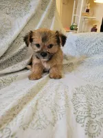 Shorkie girl 2, a female Shih Tzu and Yorkshire Terrier for sale in Portsmouth, OH – 1 of 2