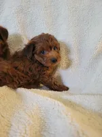 Yorkie poo2, a male Yorkipoo for sale in Ashland, KY – 1 of 2
