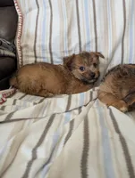 Chorkie 1, a male Chorkie for sale in Ashland, KY – 2 of 4