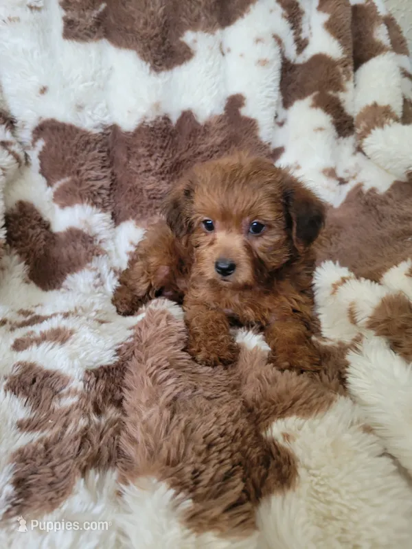 Yorkipoo 1 – Yorkipoo puppy for sale in Portsmouth, OH
