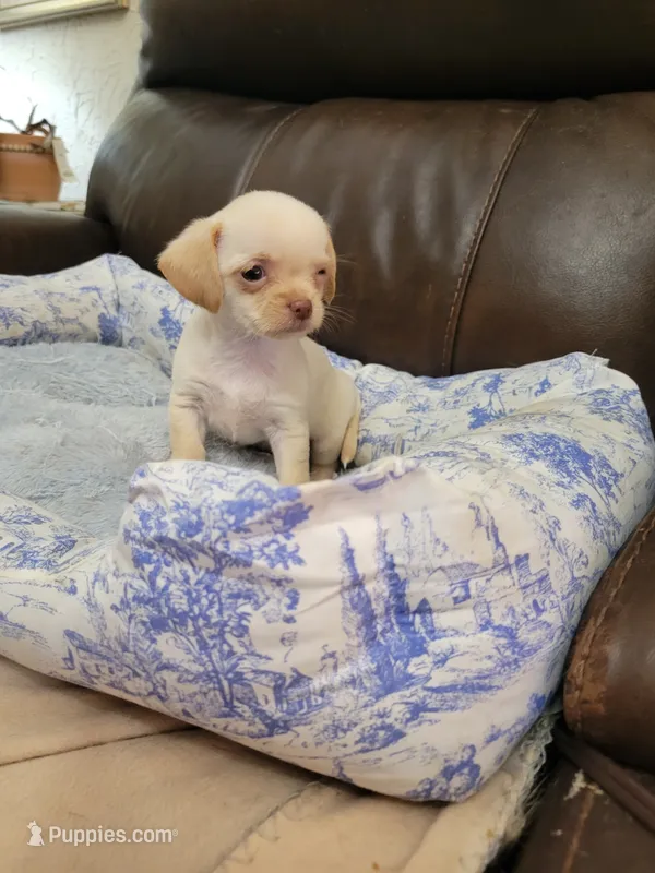 Chihuahua  – Shih Tzu puppy for sale in Ashland, KY