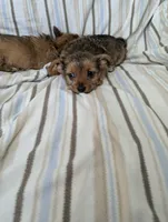 Chorkie 2, a male Chorkie for sale in Ashland, KY – 2 of 4